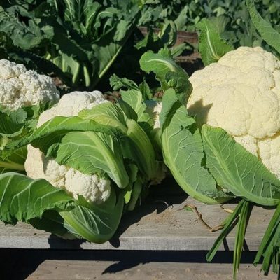 composition-freshly-picked-cauliflowers-from-orchard_391563-56